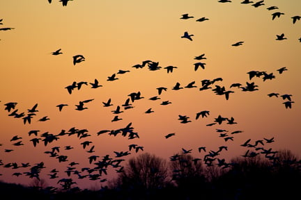 hubspot website migration like birds